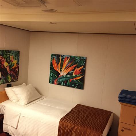 The Connection between Carnival Magic Bunks and Positive Vibes